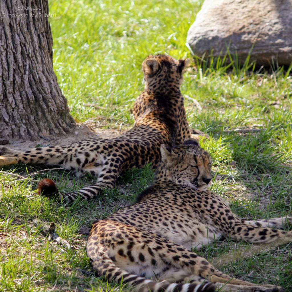 My son somehow lost a shoe at Omaha’s Henry Doorly Zoo
